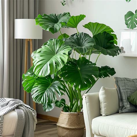 Big Leaf Plants For Indoor Outdoor Top 17 Giant Varieties