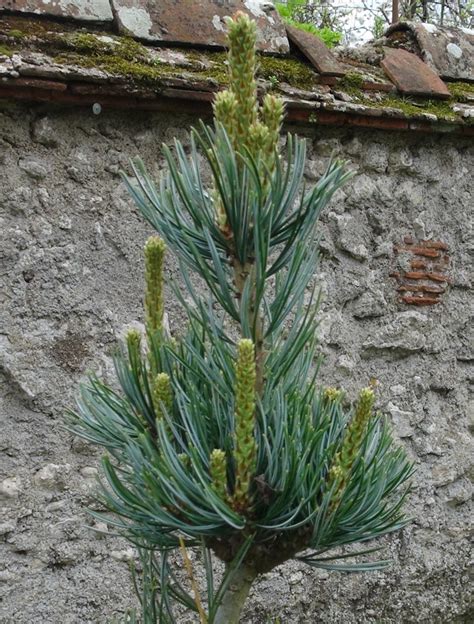 Z Nitude Au Jardin Niwaki Pinus Parv Glauca