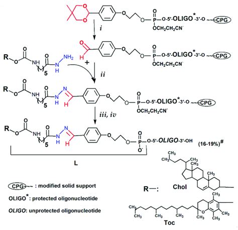 General Scheme Of The Synthesis Of 5 Lipophilic Conjugates Of