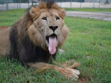 Popcorn Park Zoo Celebrates 35 Years Saving Animals - Rumson, NJ Patch