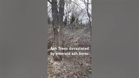 Dead Ash Trees Due To Emerald Ash Borer R Youtube