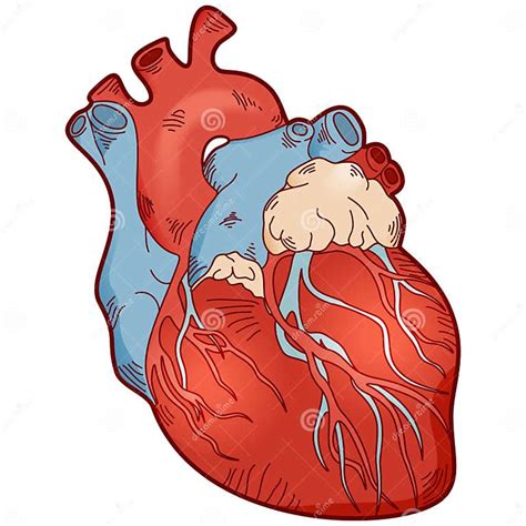 Anatomy Human Heart Stock Vector Illustration Of Line 72693533