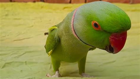 Friendly Green Ringneck Parrot Love To Talking In Urdu Hindi Youtube