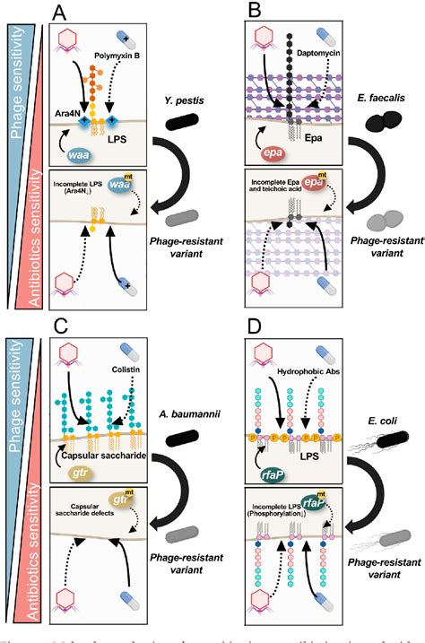 Figure From Fitness Trade Offs Between Phage And Antibiotic