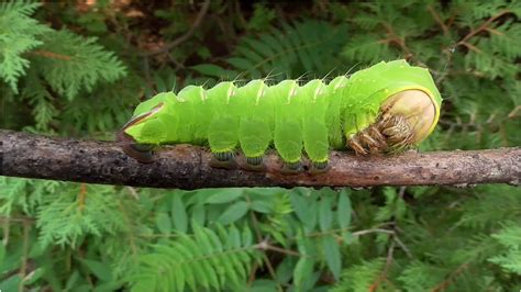 Polyphemus Moth Cocoon