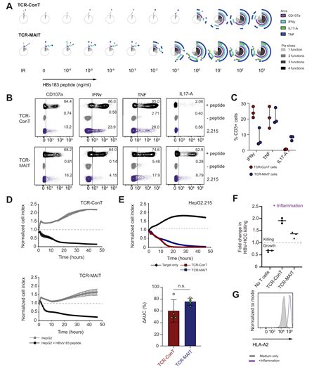 Human MAIT Cells Endowed With HBV Specificity Are Cytotoxic And Migrate