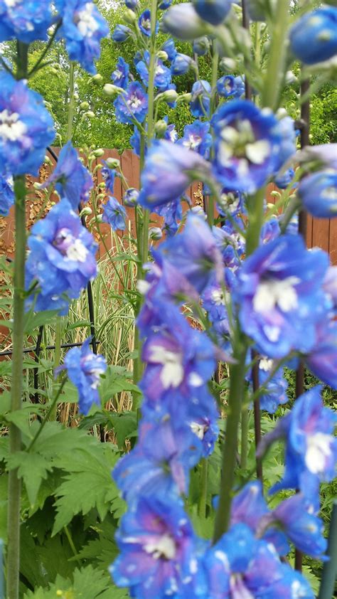 Delphinium in bloom | Smithsonian Photo Contest | Smithsonian Magazine