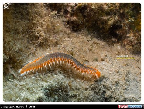 Sea Centipede