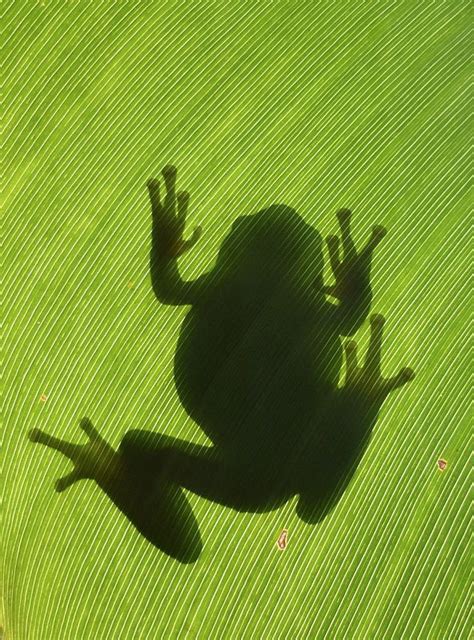 Frogger Tree Frogs Animals Photo