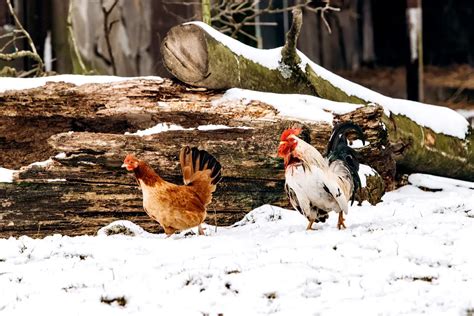 Mes 5 top astuces pour garder vos poules en bonne santé cet hiver