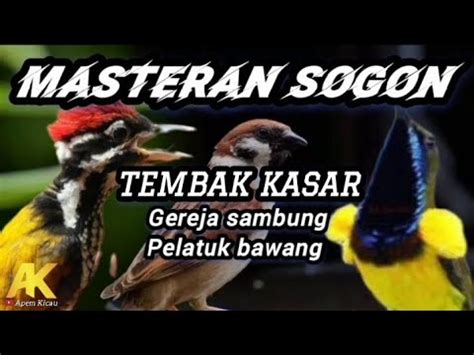 MASTERAN SOGOKONTONG MATERI KASAR GEREJA SAMBUNG PELATUK BAWANG