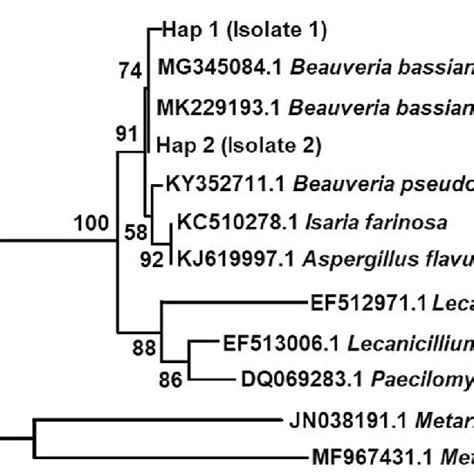 Phylogenetic Relationships Between Haplotypes Of Beauveria Bassiana Download Scientific Diagram