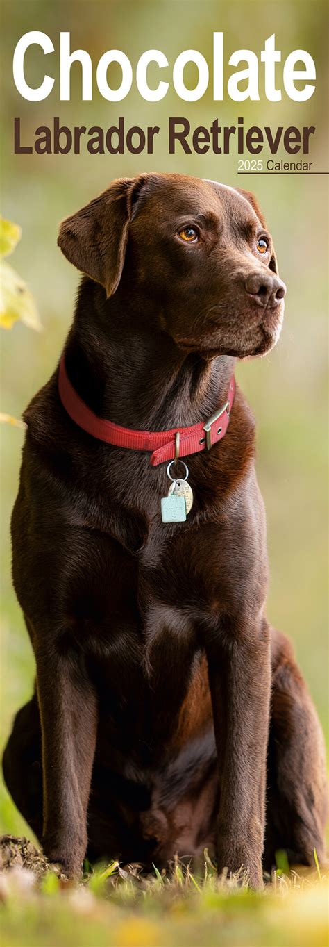 Labrador Retriever Bruin Kalender 2025 Slimline Kopen Bestel