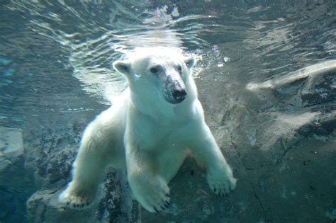 旭川市旭山動物園｜観光スポット｜【公式】北海道の観光・旅行情報サイト Hokkaido Love