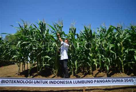 Jagung Hibrida Bioteknologi Antara Foto