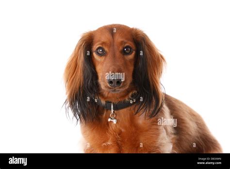 White dachshund hi-res stock photography and images - Alamy