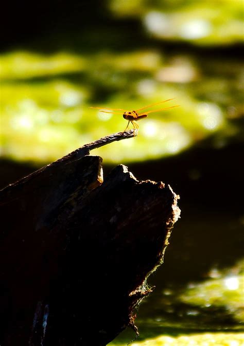 Dragonfly Josh More Flickr