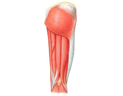 flexors of the knee that move the leg (posterior) Quiz