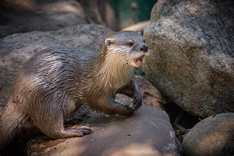 Thats Monday Morning For You Huh Otter — The Daily Otter