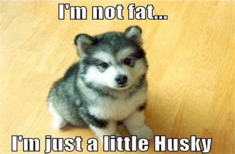 40 Pictures of Cute and Funny Husky Facial Expressions - Tail and Fur