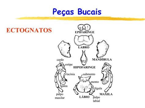 Aula 4 Morfologia Externa Ppt