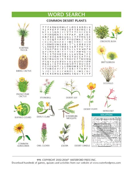 Word Search Common Desert Plants Lesson Plan For 3rd 4th Grade