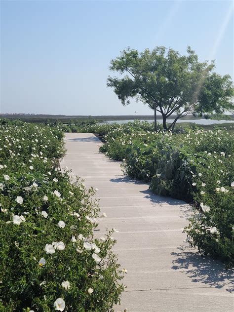 Explore Bayside Beauty-A Nature Walk at Port Aransas' Birding Center