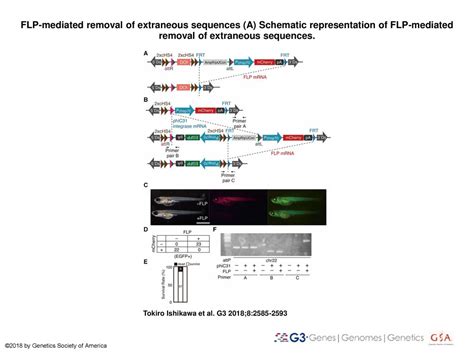 Flp Mediated Removal Of Extraneous Sequences A Schematic