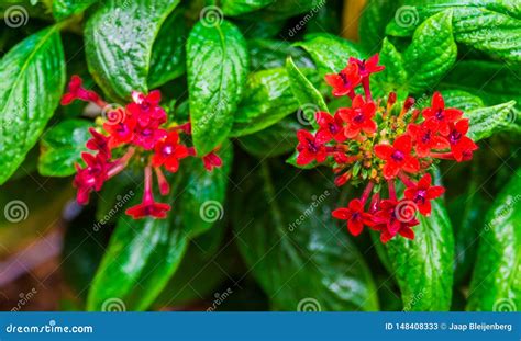 Red Clustered Flowers in Macro Closeup of a Pentas Plant, Tropical Flowering Plants, Nature ...