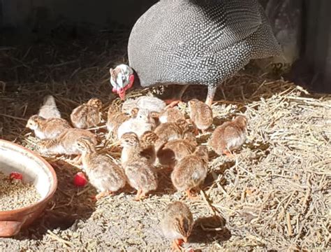 Guinea Fowl Keets For Sale Birds Gumtree Australia Eurobodalla Area Moruya 1322816547