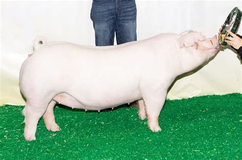 Judging Contest Class Landrace Gilts The Pig Planet