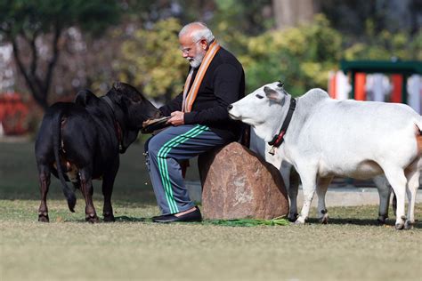 Pm Modi Feeds Cows At His Residence On Makar Sankranti