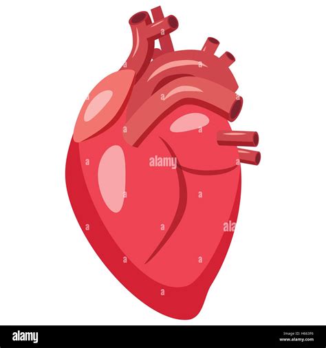 Human Heart Icon Cartoon Style Stock Vector Image Art Alamy