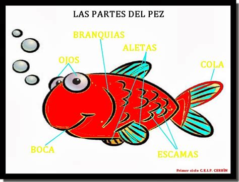 El Pez Y Sus Partes Imagui