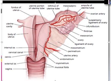 Histology Female Reproductive System Clinical Correlations