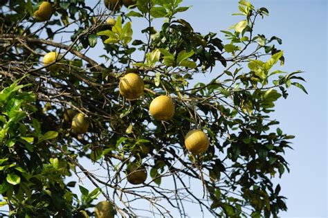 Imágenes de Vista Arbol Limon - Descarga gratuita en Freepik