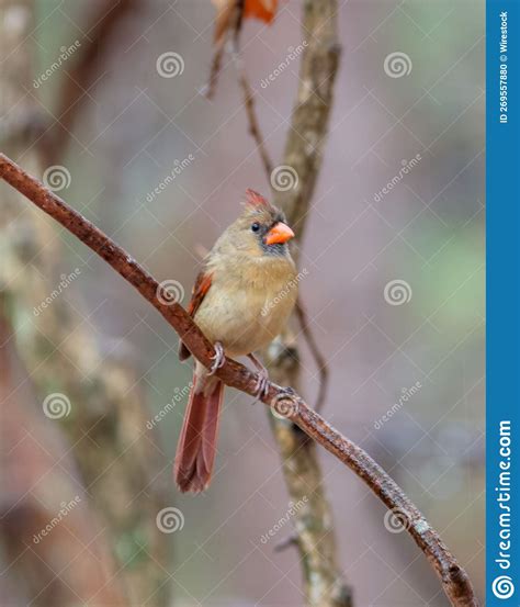 Vertical Shot Of A Female Northern Cardinal Bird Perched On A Tree