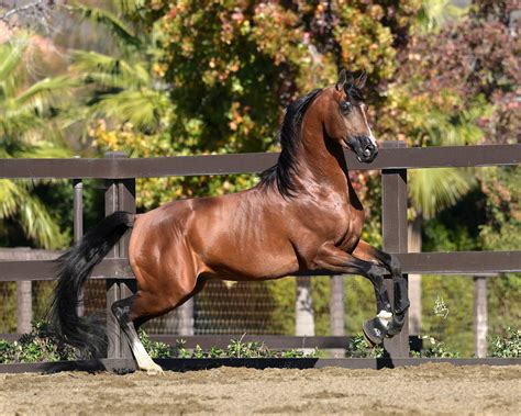 Grand Marshall AA | Aspire Arabians LLC