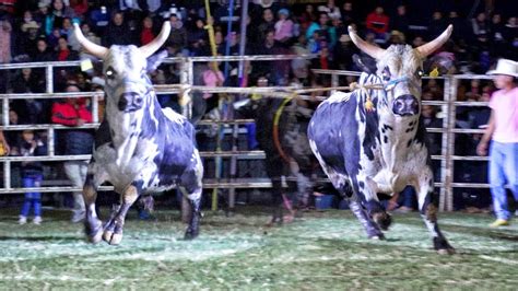 VUELVEN LOS TOROS GEMELOS DEL JARIPEO Jugaron Juntos Con Rcho La