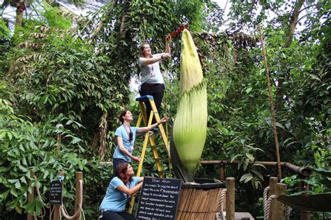 Cambridge University garden raises a stink with rare blooming of giant Titan Arum flower