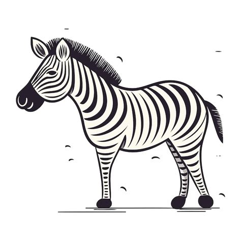 Premium Vector Zebra Vector Illustration Isolated On White Background