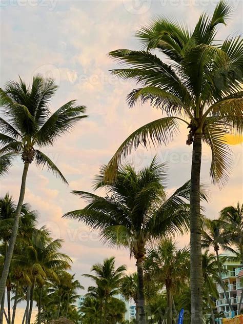 Beautiful coconut palm tree with amazing vivid sky at sunset 17763776 ...