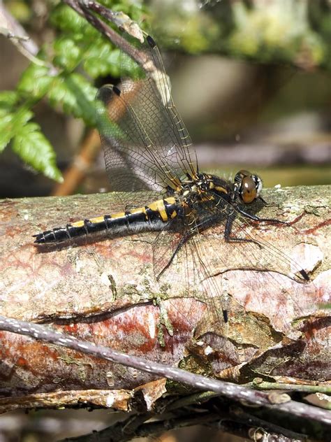 Nordische Moosjungfer Leucorrhinia Rubicunda Flickr