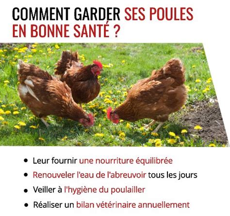 Comment garder vos poules en bonne santé