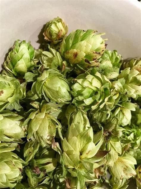 Brewers Gold Hops Dried Whole Cone Hops Bagged