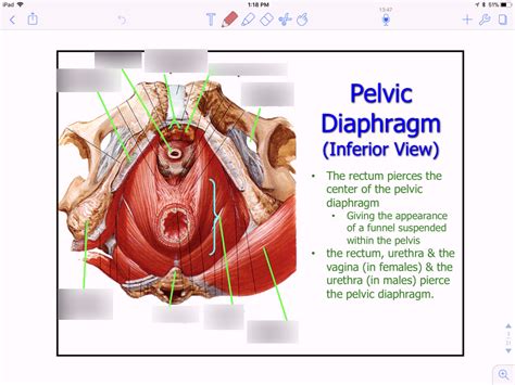 Pelvic Diaphragm Inferior View Diagram Quizlet