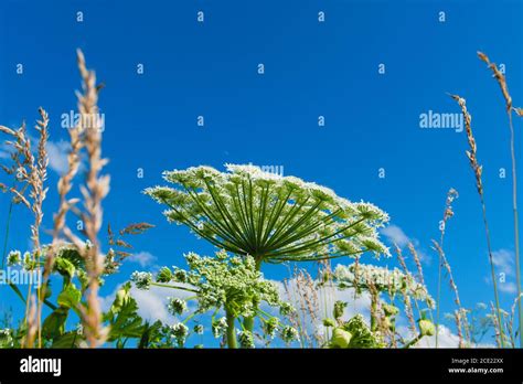 Giant Hogweed Heracleum Mantegazzianum Flower Fotos Und Bildmaterial