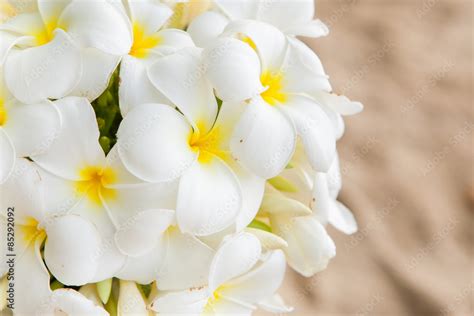 Flower Bouquet of Plumeria Stock Photo | Adobe Stock