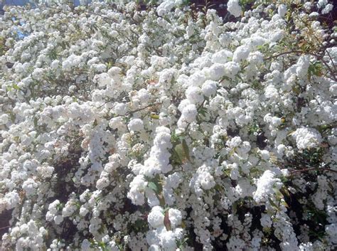 Spirea Cantoniensis May Bush Plant Photos And Information