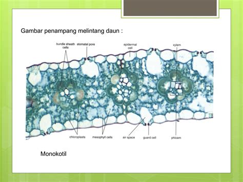 anatomibatangakardandauntumbuhan dikotil  monokotilpptx